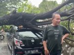 Pengendara Ini Masih Bisa Tertawa Padahal Mobil yang Dikendarainya Ringsek Tertimpa Pohon Tumbang