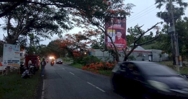 Dinilai Halangi Reklame, Warga Sayangkan Pemangkasan Pohon Flamboyan di Bontotangnga Jeneponto