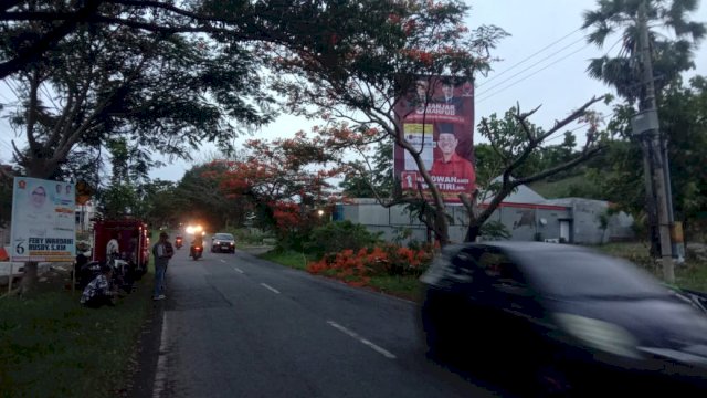Pohon flamboyan yang dipangkas di dekat taman makam Dg Jalle Bonto Cinde, Kelurahan Bontotangnga, Kecamatan Tamalatea Kabupaten Jeneponto. Foto: harian.news/aswin