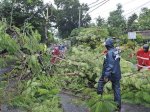 27 Pohon Tumbang Akibat Cuaca Ekstrem, DLH Makassar Minta Warga Tingkatkan Kewaspadaan