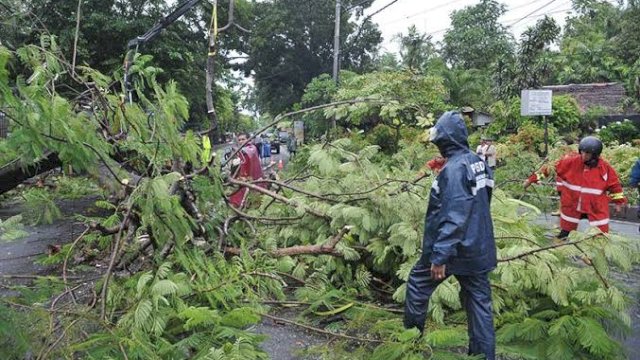 pohon tumbang di salah satu ruas jalan di Makassar, akibat cuaca ektrem yang terjadi selama beberapa hari ini. Foto: harian.news/sinta