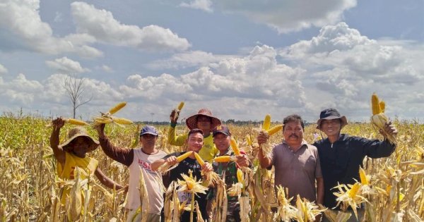 Klaim Salah Nilai Food Estate, Kepala BSIP Kalteng Kecam Tom Lembong