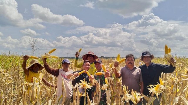 Petani memperlihatkan hasil program Food Estate di Gunung Mas, Kalimantan Tengah. Foto: dok