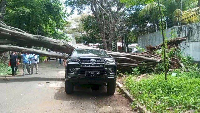 Pohon tumbang di seberang rumah Prabowo Subianto. Foto: dok kumparan