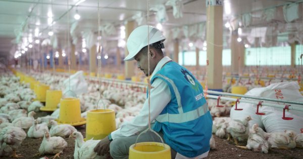 Gunakan Program EA PLN, Peternak Ayam di Gowa Sebut Mampu Berhemat hingga Puluhan Juta