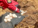 Geger Penemuan 42 Telur Buaya, Damkar: Induk Belum Diamankan, Bisa Jadi Lebih dari 3 Ekor