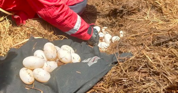 Geger Penemuan 42 Telur Buaya, Damkar: Induk Belum Diamankan, Bisa Jadi Lebih dari 3 Ekor