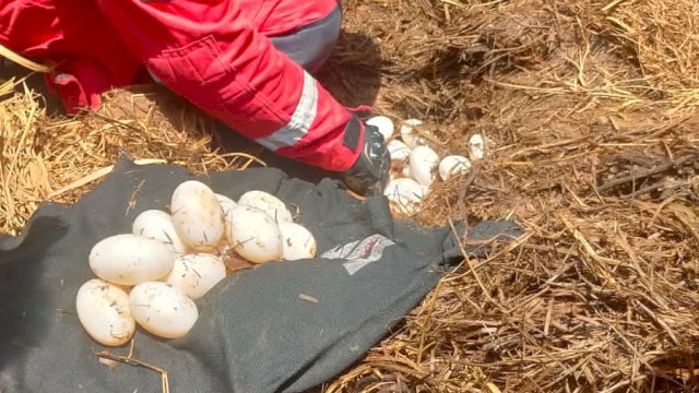 Evakuasi puluhan butir telur di rawa-rawa sekitar anak sungai Tello, Makassar. Foto: ist