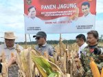 Kementan-Kemenhan Panen Raya Jagung di Kawasan Food Estate Gunung Mas