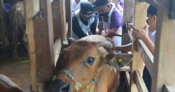 Berkunjung ke Bone, Pj Gubernur Sulsel Pastikan Program Inseminasi Buatan Sampai ke Peternak
