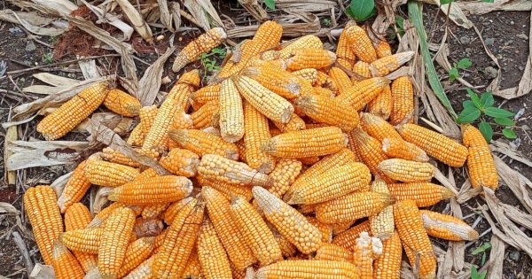 Atasi Harga Jagung Anjlok, Pemkab Jeneponto Libatkan Bulog