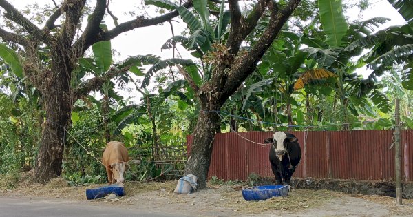 Pedagang Sapi di Sepanjang Jalan Hertasining-Samata Mulai Resahkan Warga Sekitar