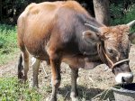 Perhatikan Beberapa Tips Ini saat Memilih Hewan Kurban