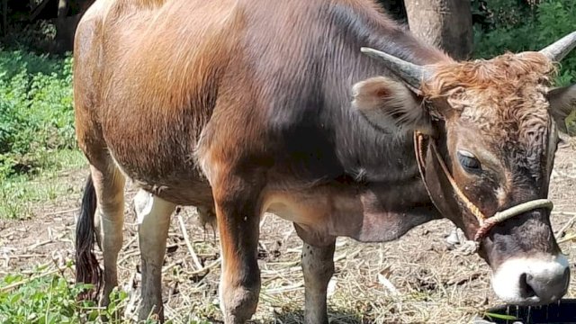 Perhatikan Beberapa Tips Ini saat Memilih Hewan Kurban