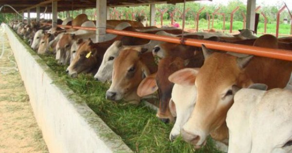 DP2 Makassar Temukan Dua Ekor Hewan Kurban Terinfeksi Cacing Hati