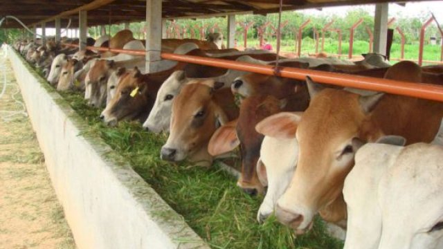 Mengenal Hari Tasyrik dan Apa Saja Larangan serta Amalannya