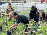 Berkat Urban Farming, Warga Makassar Bisa Panen Cabai dan Terong Ungu dengan Mudah