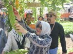 Ketua TP PKK Makassar Apresiasi Budidaya Pangan di Lorong Wisata Asoka dan Ichinomia