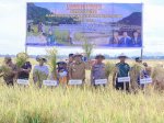 Berbaur dengan Petani, Bupati MYL Pimpin Panen Raya di Daerah Irigasi Tabo-tabo