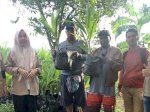 Tingkatkan Produktivitas Pertanian, Dinas TPH Bun Sulsel Salurkan Bibit Gratis di 4 Kabupaten