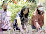 Panen Bersama di KWT Maju Bersama Kelurahan Tamalanrea Jaya, Wujudkan Ketahanan Pangan Lokal
