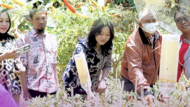 Panen Bersama di KWT Maju Bersama Kelurahan Tamalanrea Jaya, Wujudkan Ketahanan Pangan Lokal