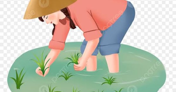 Sulsel Target 38 Ribu Hektare Penanaman Pangan di Akhir Tahun