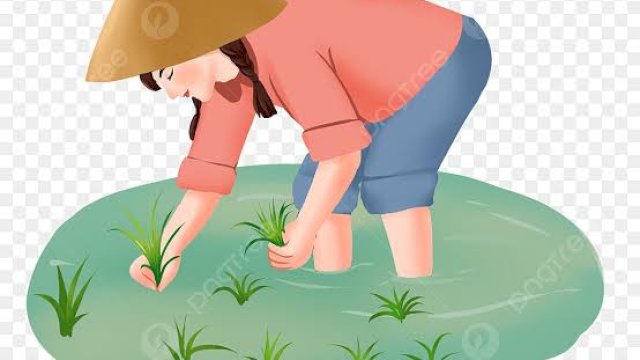 Sulsel Target 38 Ribu Hektare Penanaman Pangan di Akhir Tahun