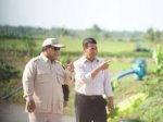 Presiden dan Mentan Turun ke Sawah di Marauke, Tinjau Program Swasembada Pangan