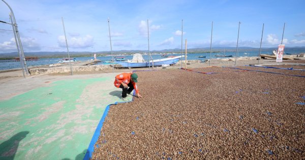 Petani Jambu Mete di Selayar Curhat ke Azhar: Harga Jual Rendah, Kami Menderita