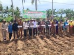 Tingkatkan Produktivitas Pertanian, Dinas TPHP Sinjai Tanam Perdana Jagung Hibrida Maxxi 2