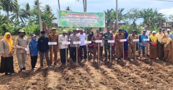 Tingkatkan Produktivitas Pertanian, Dinas TPHP Sinjai Tanam Perdana Jagung Hibrida Maxxi 2