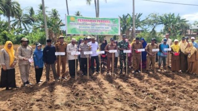 Tingkatkan Produktivitas Pertanian, Dinas TPHP Sinjai Tanam Perdana Jagung Hibrida Maxxi 2