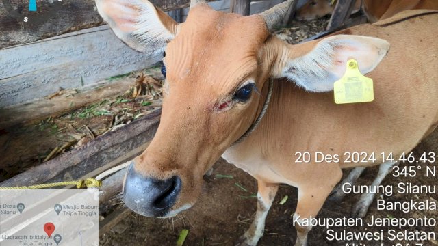 Ternak sapi di Desa Gunung Silanu Kecamatan Bangkala Jeneponto. Foto: dok