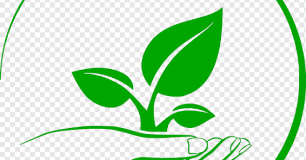 Pemerintah Sulsel Distribusikan 6,5 Juta Bibit Pohon untuk Dukung Sektor Pertanian