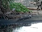 Buaya Penunggu Pantai Labau Nyaris Mangsa Pengunjung