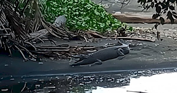 Buaya Penunggu Pantai Labau Nyaris Mangsa Pengunjung