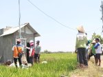 Electrifying Agriculture PLN Catat 53.539 Pelanggan di Tahun 2024