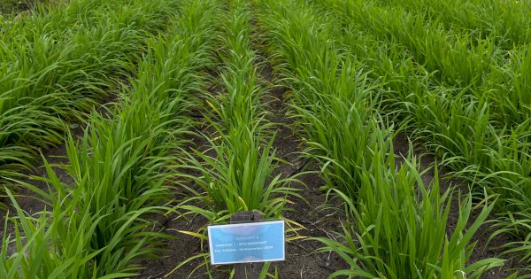Progres Program Tanam Padi PTPN: Tumbuh Subur dan Potensi Tambah Pendapatan Petani Sawit