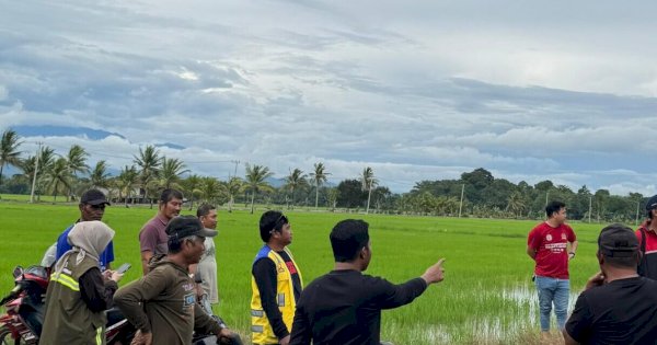 Anggota Dewan Tinjau Dampak Banjir di Wajo, Petani Harap Solusi Konkret