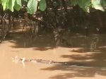 Buaya Besar Gegerkan Warga Bantaran Sungai Kajenjeng