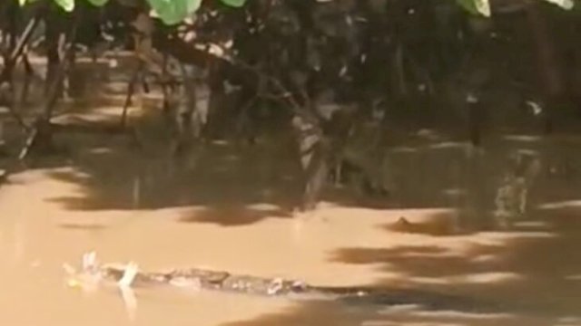 Penampakan buaya besar di Sungai Kajenjeng yang direkam warga setempat, menjadi perhatian setelah laporan hilangnya ternak mencuat ||tangkap layar