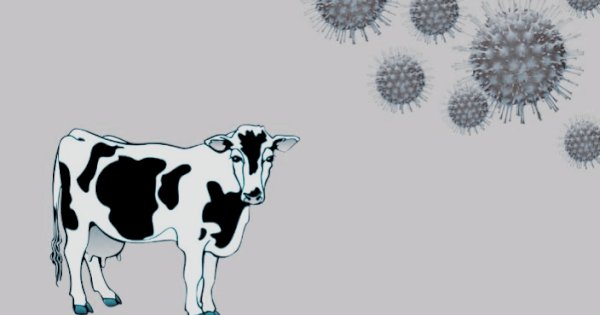 Peternak Sulsel di Hantui PMK, 1.439 Hewan Terinfeksi