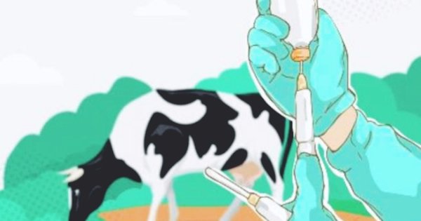 Pemprov Sulsel Gencar Vaksinasi Kendalikan PMK Sebelum Ramdhan