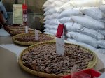 Kembalikan Kejayaan Coklat Indonesia, Zulhas Dorong Replanting dan Sistem Kluster