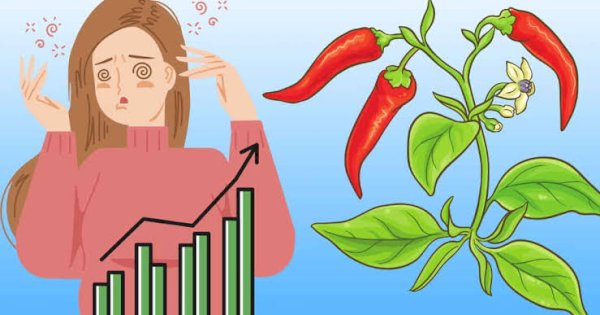 Lonjakan Harga Cabai di Makassar, Dinas Perdagangan: Masih Dalam Pemantauan