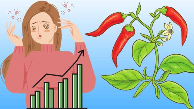 Lonjakan Harga Cabai di Makassar, Dinas Perdagangan: Masih Dalam Pemantauan