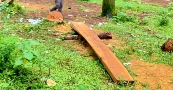 Malino Tidak Beautiful Lagi, Pinus Ditebang Bebas