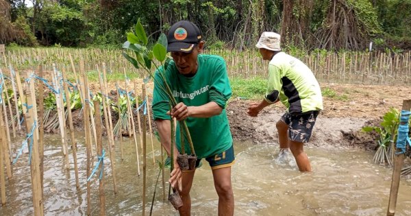 Dampak Nyata LindungiHutan Tanam 978.000 Pohon di Indonesia
