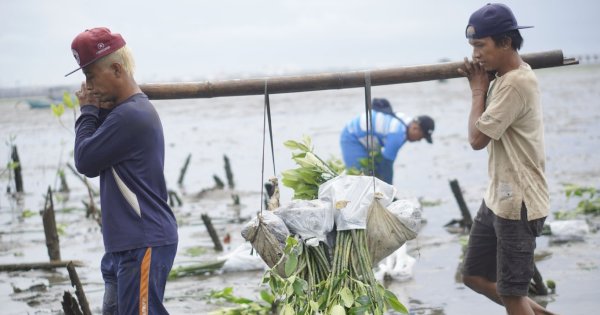 Kini, LindungiHutan Punya Layanan Impact Report untuk Ukur Dampak Hijau